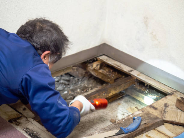 Best Toxic Mold Removal  in Signal Hill, CA