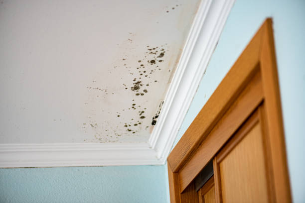 Best Certified Mold Removal  in Signal Hill, CA