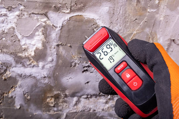 Best Black Mold Removal  in Signal Hill, CA