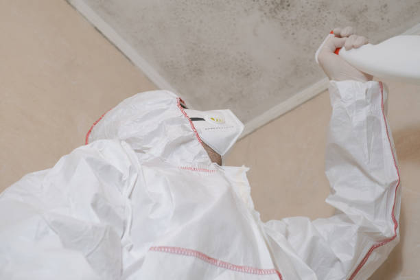 Best Mold Damage Repair  in Signal Hill, CA