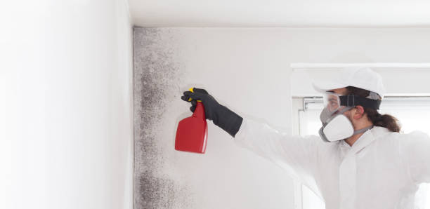 Best Mold Testing  in Signal Hill, CA