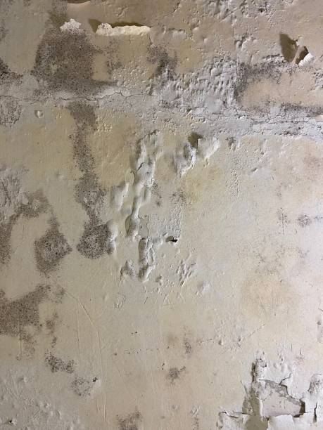 Office Mold Removal Services in Signal Hill, CA