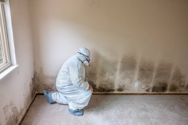 Best Home Mold Removal  in Signal Hill, CA